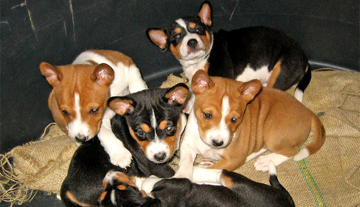 razas de perros para apartamento