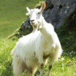 Bella Cabra de Appenzell en el campo