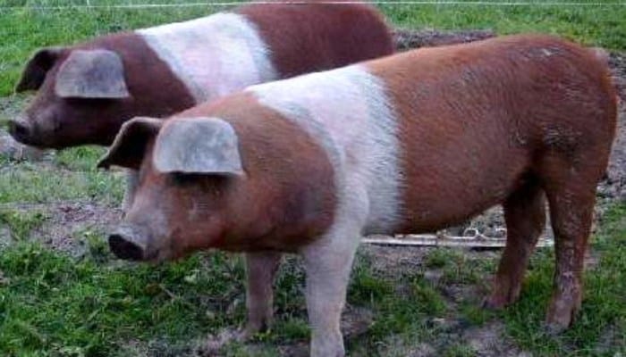 Cerdo Danés De Protesta