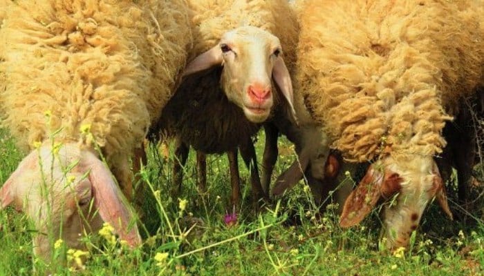 Tres ovejas Assaf