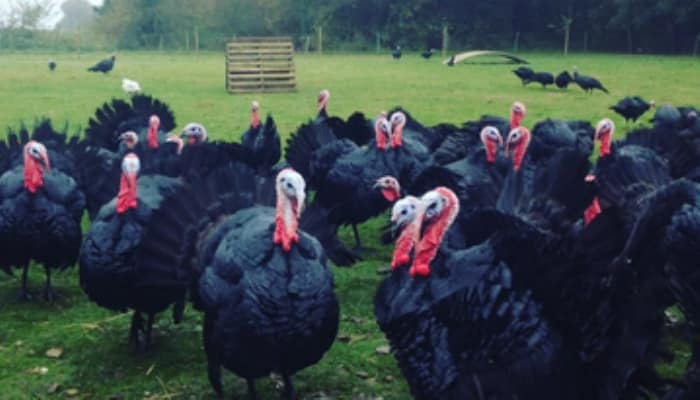Pavo Negro Clasificaci n Comportamiento Y H bitat Variedadess Pavo Negro Clasificaci n Comportamiento Y H bitat Variedadess