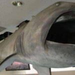 Un Tiburón de boca ancha