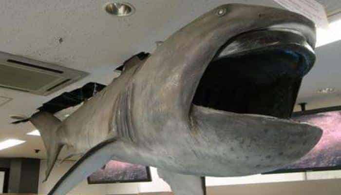 Un Tiburón de boca ancha