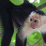 Mono Cariblanco Panameño