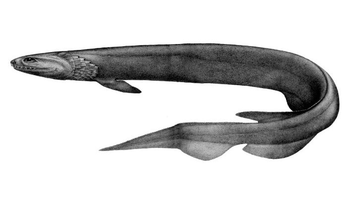 Tiburón Anguila
