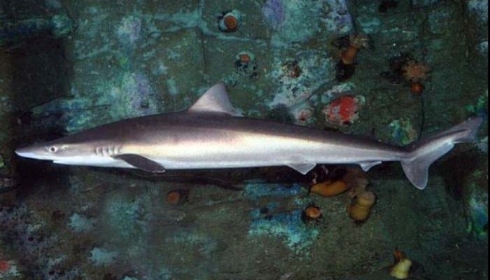 Tiburón Cazón