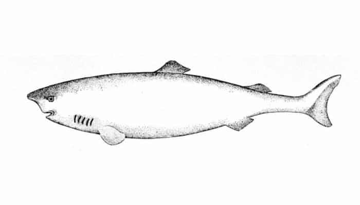 Dibujo de Tiburón