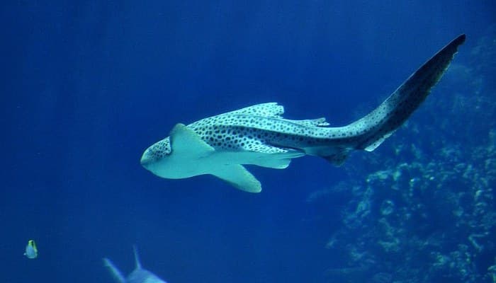 Un tiburón cebra