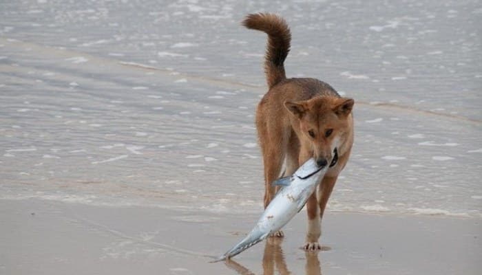 Un Dingo con un pescado