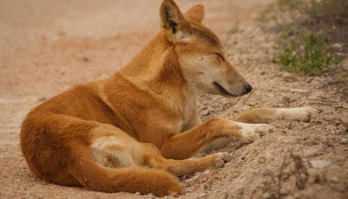 Dingo domesticado