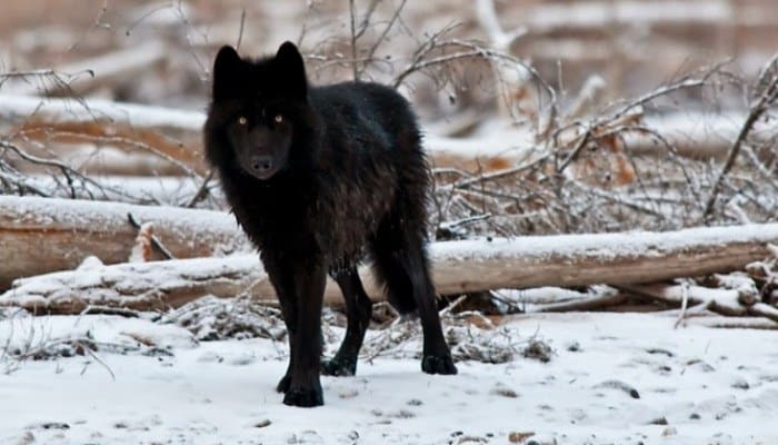Lobo de Alaska