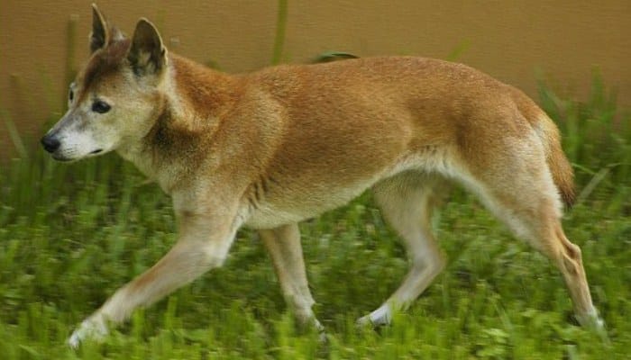 Canis lupus hallstromi