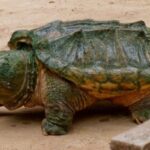 Una gran tortuga caimán