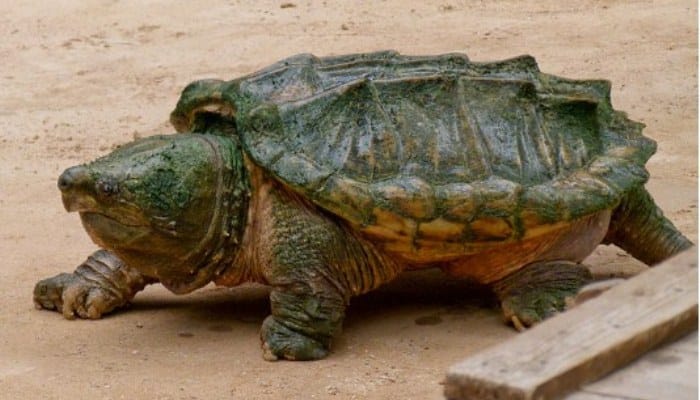 Una gran tortuga caimán