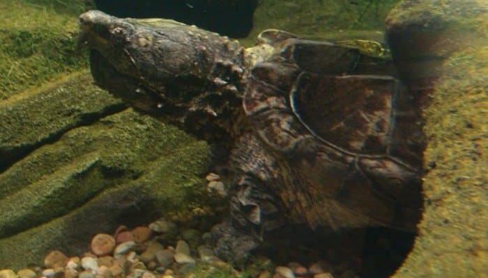 Tortuga caimán mascota