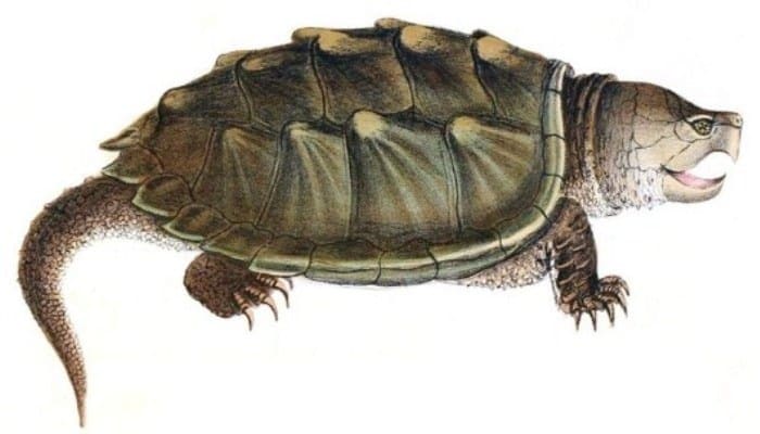 Dibujo de una tortuga caimán