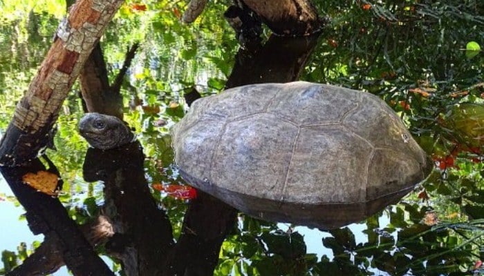 Aldabrachelys gigantea