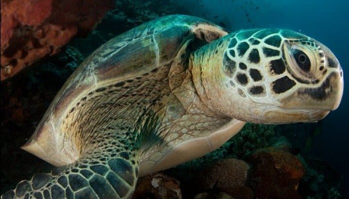 La tortuga marina más grande