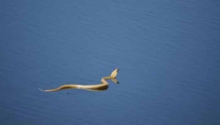 Cobra Del Cabo en el agua