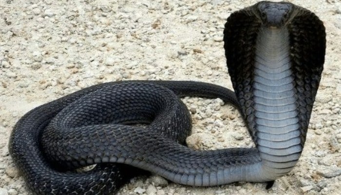 Cobra de cuello negro