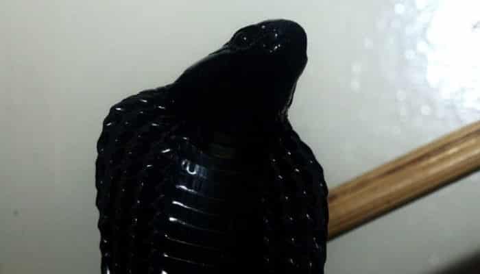 Cobra Escupidora De Cuello Negro