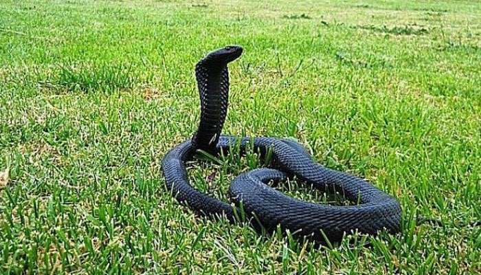 Cobra escupidora africana