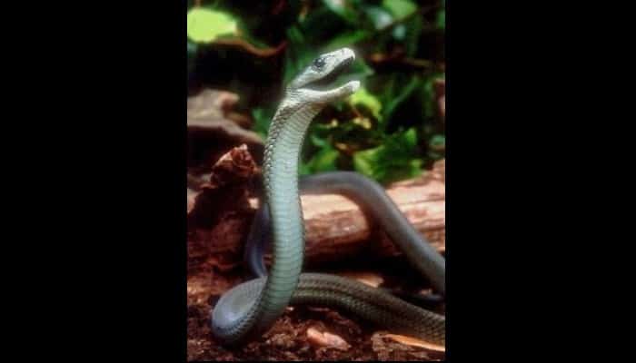 Serpiente venenosa común en África