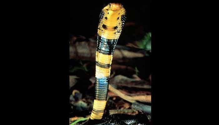 Cobra del bosque