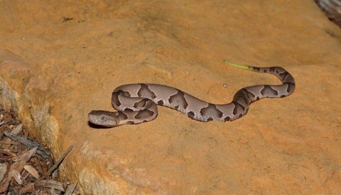 Serpiente Cobre en su hábitat