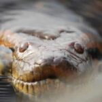 Anaconda en el agua