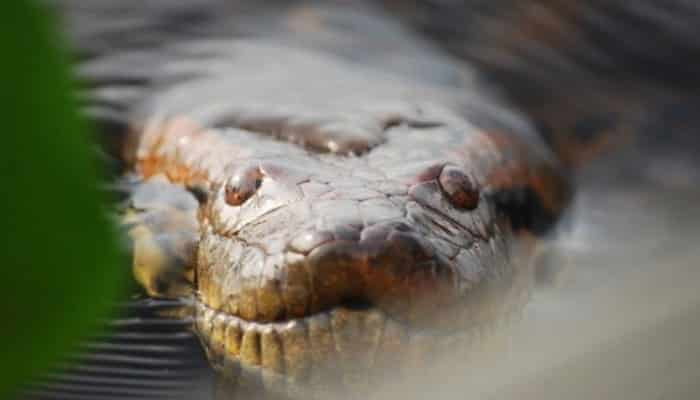 Anaconda en el agua