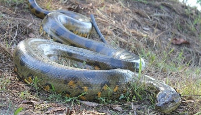 Anaconda común