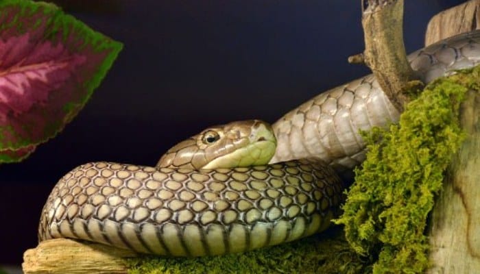 Serpiente Cobra