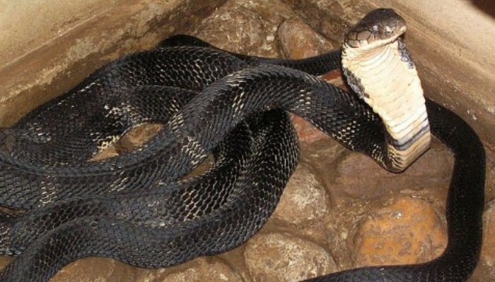 Cobra rey capturada