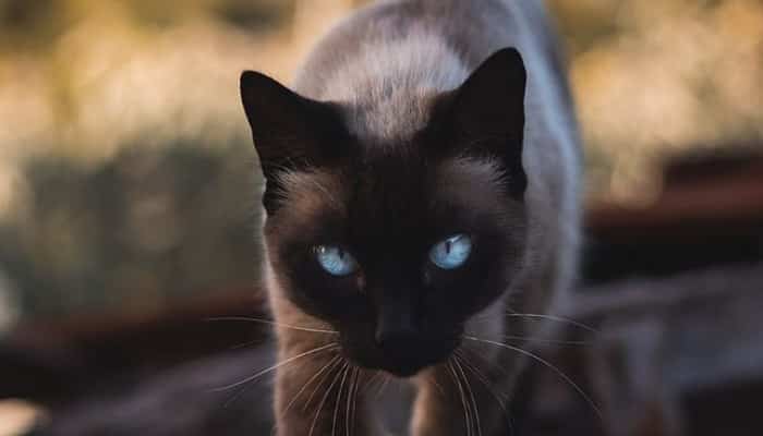 Gato de ojos lindos
