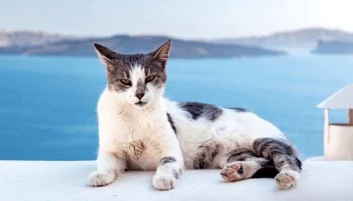 Gato Egeo